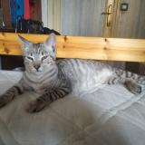 Picture of cat found at Les Pavillons Sous Bois