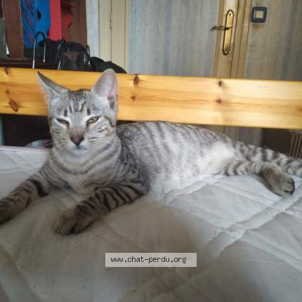 Photo 1/1 Found cat Found in Les pavillons sous bois