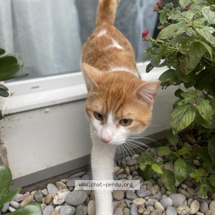 Photo 1/1 Tigrou Chat lost in Saint laurent du var