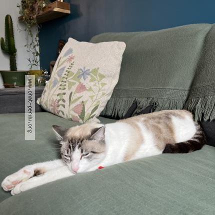 Photo 2/2 Milo Chat lost in Tours