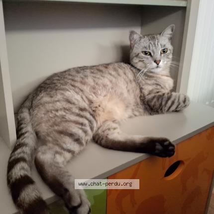 Photo 1/1 Basile Chat lost in Villenave d ornon