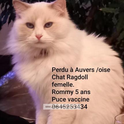 Photo 1/1 Romy Chat lost in Auvers sur oise