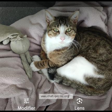 Photo 1/1 Heln Chat lost in Mions