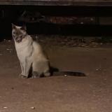 Picture of cat found at Ici Les Moulineaux