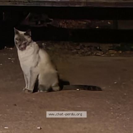 Photo 1/1 Found cat Found in Ici les moulineaux