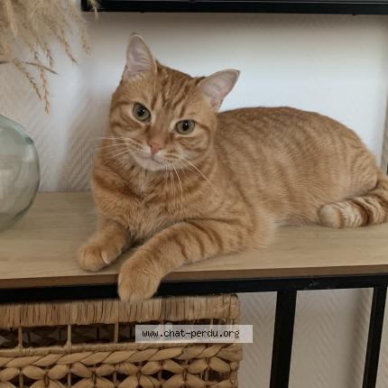 Photo 1/1 Trésor Chat lost in Preuseville