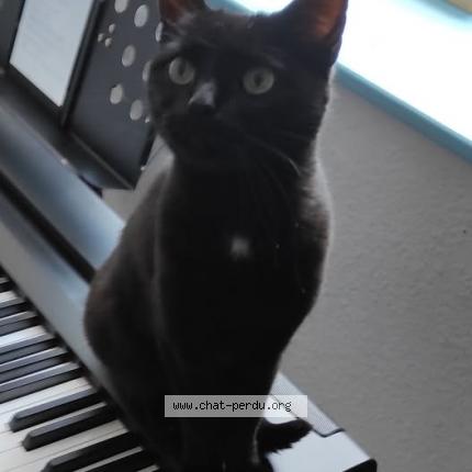 Photo 1/1 Ponpon Chat lost in Tilly sur meuse