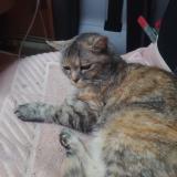 Picture of cat lost at Vias