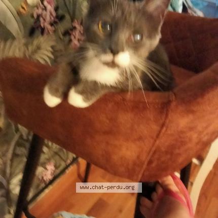 Photo 1/1 Shanna Chat lost in Tancarville