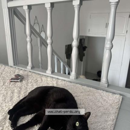 Photo 1/1 Nazar Chat lost in Marseille