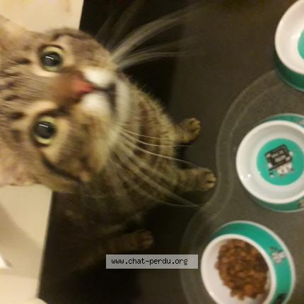 Photo 1/1 Uriella Chat lost in Propriano