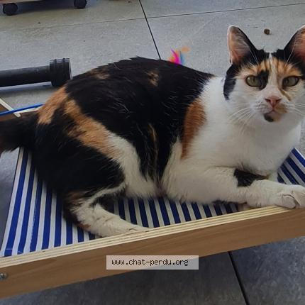 Photo 1/1 Zara Chat lost in Annecy