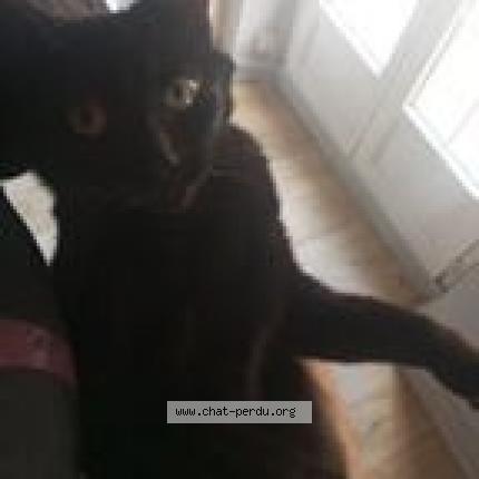 Photo 1/1 caline Chat lost in Saint gemme moronval