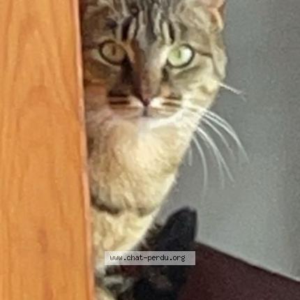 Photo 1/1 Rocket Chat lost in Saint julien en born