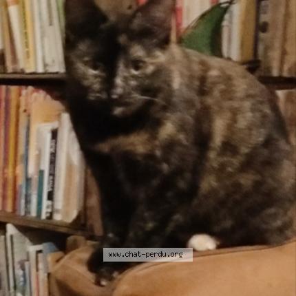 Photo 1/1 Minimi Chat lost in Montbazin