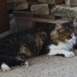 Picture of cat lost at Saint Germain Du Bois