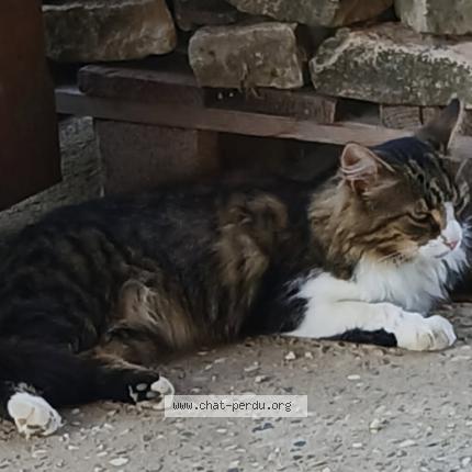 Photo 1/1 Sia Chat lost in Saint germain du bois