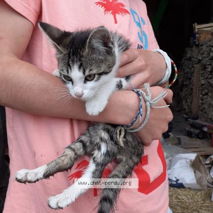 Foto van vermiste kat in Blandain