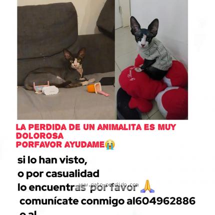 Photo 1/1 Vills Chat lost in Marquez de vadillo