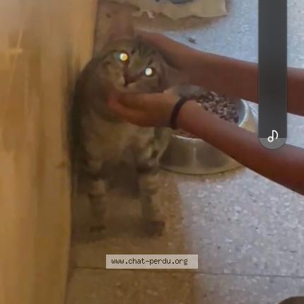 Photo 1/1 Found cat Found in Marseille