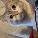 Picture of cat lost at Roullet St Estephe