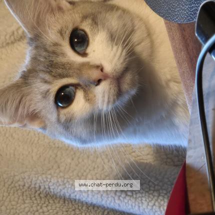 Photo 1/1 Shadow Chat lost in Roullet st estephe