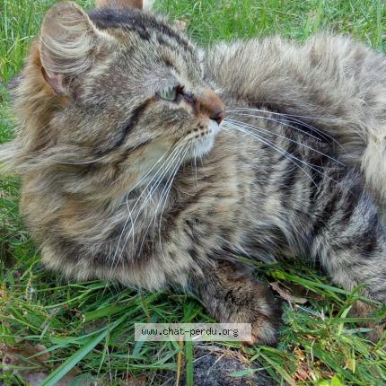 Photo 1/1 Tyson Chat lost in St pandelon