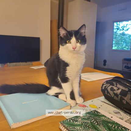 Photo 1/1 Choco Chat lost in Urrugne