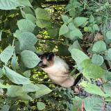 Picture of cat found at Brussel