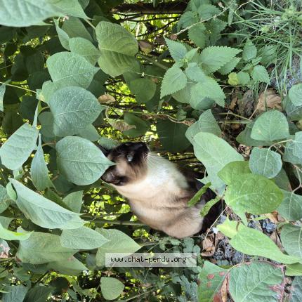 Photo 1/1 Found cat Found in Brussel