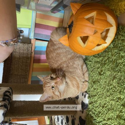 Photo 1/1 oliver Chat lost in Blere