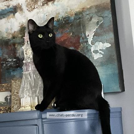 Photo 1/1 Victor dracul Chat lost in Saint hyacinthe