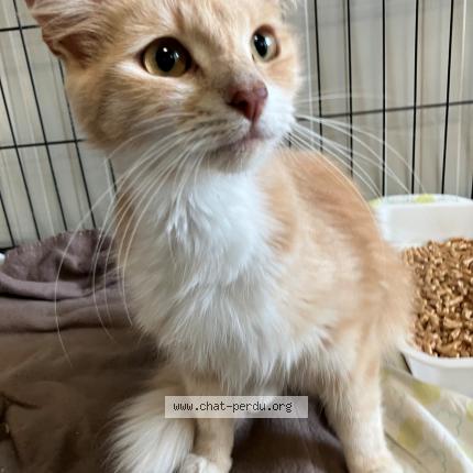 Photo 1/1 Found cat Found in Roubaix