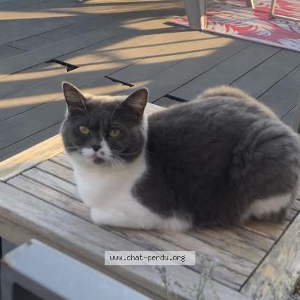 Photo 1/1 P&eacute;pite Chat lost in Le conquet