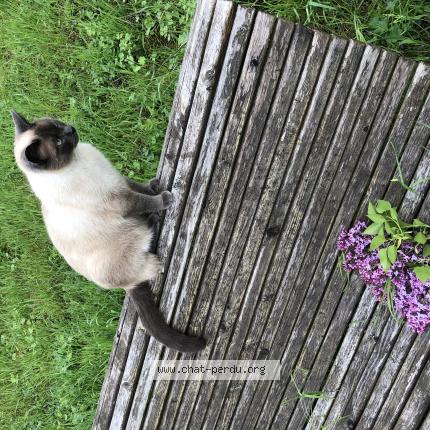 Photo 1/1 Ulysse Chat lost in Gorze