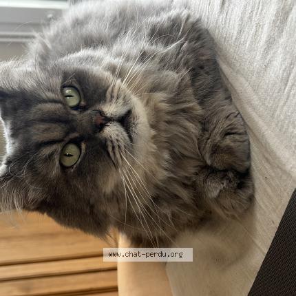 Photo 1/1 Sacha Chat lost in Wervicq sud