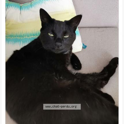 Photo 1/1 CHANEL Chat lost in Ormeaux