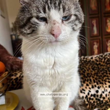 Photo 1/1 Filou Chat lost in Saubusse