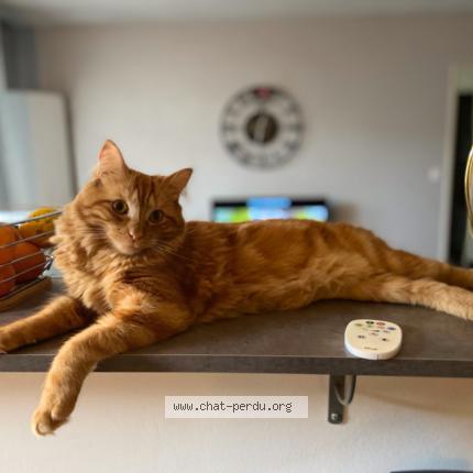 Photo 1/1 Winnie Chat lost in Baccon