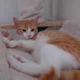 Picture of cat lost at Orange