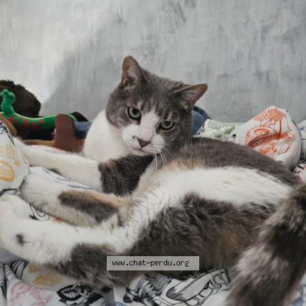 Photo 1/1 Tacos Chat lost in Chevry