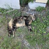 Picture of cat found at Saint Andre De Boege