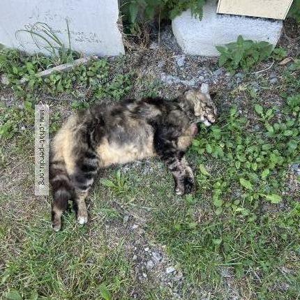 Photo 1/2 Found cat Found in Saint andre de boege