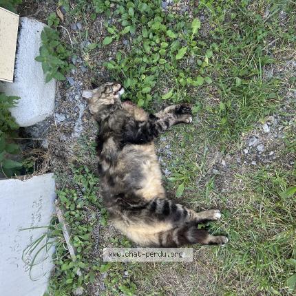 Photo 2/2 Found cat Found in Saint andre de boege