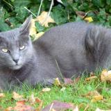 Picture of cat lost at Tourves