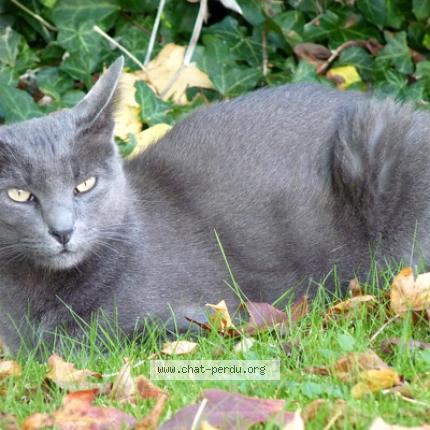 Photo 1/1 Gribouille Chat lost in Tourves