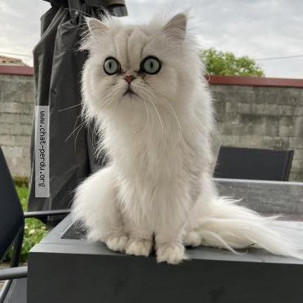 Photo 1/1 Cat reunited Lost in Salles