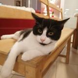 Picture of cat lost at Les Ventes