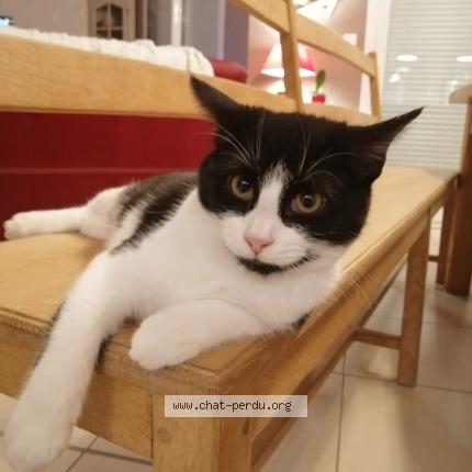 Photo 1/1 Felixie Chat lost in Les ventes