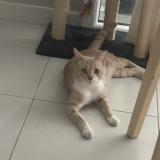 Picture of cat found at Montpellier